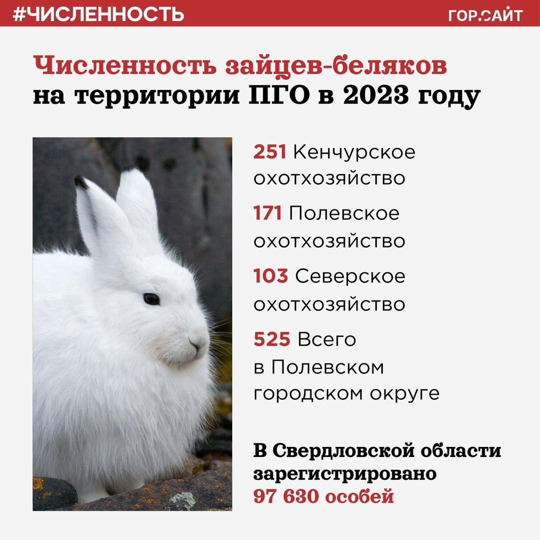 Заяц количество звуков. В России водятся кролики или зайцы. Сколько всего лесных животных в цифрах.
